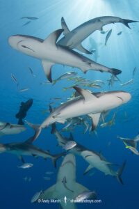 Caribbean Reef Shark, Carcharhinus perezi. Tiger Beach, Little Bahama Bank, Bahamas.