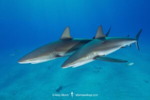 Caribbean Reef Shark, Carcharhinus perezi. Tiger Beach, Little Bahama Bank, Bahamas.