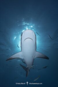 Caribbean Reef Shark, Carcharhinus perezi. Tiger Beach, Little Bahama Bank, Bahamas.