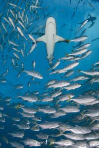 Caribbean Reef Shark, Carcharhinus perezi. Tiger Beach, Little Bahama Bank, Bahamas.