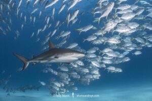 Caribbean Reef Shark, Carcharhinus perezi. Tiger Beach, Little Bahama Bank, Bahamas.