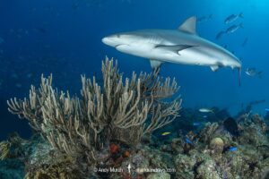 Caribbean Reef Shark, Carcharhinus perezi. Tiger Beach, Little Bahama Bank, Bahamas.