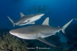 Caribbean Reef Shark, Carcharhinus perezi. Tiger Beach, Little Bahama Bank, Bahamas.
