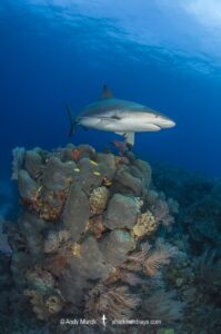 Caribbean Reef Shark, Carcharhinus perezi. Tiger Beach, Little Bahama Bank, Bahamas.