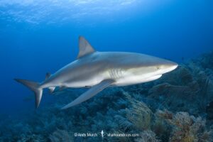 Caribbean Reef Shark, Carcharhinus perezi. Tiger Beach, Little Bahama Bank, Bahamas.