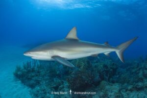 Caribbean Reef Shark, Carcharhinus perezi. Tiger Beach, Little Bahama Bank, Bahamas.