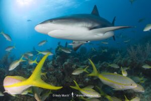 Caribbean Reef Shark, Carcharhinus perezi. Tiger Beach, Little Bahama Bank, Bahamas.