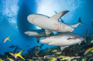 Caribbean Reef Shark, Carcharhinus perezi. Tiger Beach, Little Bahama Bank, Bahamas.