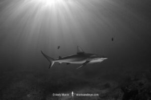 Caribbean Reef Shark, Carcharhinus perezi. Tiger Beach, Little Bahama Bank, Bahamas.