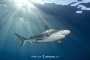 Caribbean Reef Shark, Carcharhinus perezi. Tiger Beach, Little Bahama Bank, Bahamas.