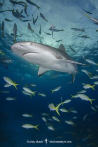 Caribbean Reef Shark, Carcharhinus perezi. Tiger Beach, Little Bahama Bank, Bahamas.