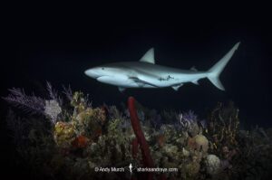 Caribbean Reef Shark, Carcharhinus perezi. Tiger Beach, Little Bahama Bank, Bahamas.