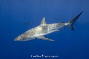 Dusky Shark (Carcharhinus obscurus) in the Gulf of Mexico.