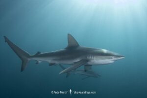 Dusky Shark, Carcharhinus obscurus. Dusky sharks aggregate to feed on Sardines during the South African Sardine Run in June and July. Indian Ocean, Port Saint Johns, Wild Coast, South Africa.