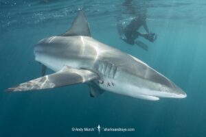 Dusky Shark, Carcharhinus obscurus. Dusky sharks aggregate to feed on Sardines during the South African Sardine Run in June and July. Indian Ocean, Port Saint Johns, Wild Coast, South Africa.