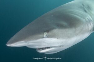 Dusky Shark, Carcharhinus obscurus. Dusky sharks aggregate to feed on Sardines during the South African Sardine Run in June and July. Indian Ocean, Port Saint Johns, Wild Coast, South Africa.