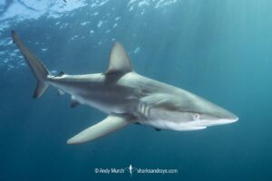 Dusky Shark, Carcharhinus obscurus. Dusky sharks aggregate to feed on Sardines during the South African Sardine Run in June and July. Indian Ocean, Port Saint Johns, Wild Coast, South Africa.