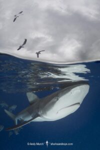 Dusky Shark, Carcharhinus obscurus. Cat Island, Bahamas, Western Atlantic.