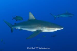 Galapagos Shark, Carcharhinus galapagensis. Socorro Island, Revillagigedo Archipelago, Mexico, Eastern Pacific.