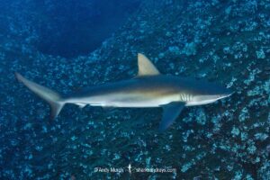 Galapagos Shark, Carcharhinus galapagensis. Socorro Island, Revillagigedo Archipelago, Mexico, Eastern Pacific.