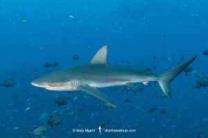 Galapagos Shark, Carcharhinus galapagensis. Socorro Island, Revillagigedo Archipelago, Mexico, Eastern Pacific.