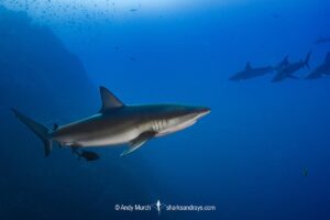 Galapagos Shark, Carcharhinus galapagensis. Socorro Island, Revillagigedo Archipelago, Mexico, Eastern Pacific.