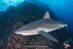 Galapagos Shark, Carcharhinus galapagensis. Socorro Island, Revillagigedo Archipelago, Mexico, Eastern Pacific.