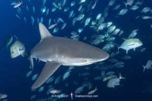 Galapagos Shark, Carcharhinus galapagensis. Socorro Island, Revillagigedo Archipelago, Mexico, Eastern Pacific.