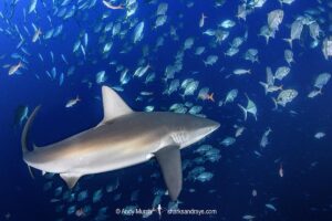 Galapagos Shark, Carcharhinus galapagensis. Socorro Island, Revillagigedo Archipelago, Mexico, Eastern Pacific.