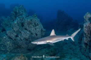 Juvenile Galapagos Shark, Carcharhinus galapagensis. Socorro Island, Revillagigedo Archipelago, Mexico, Eastern Pacific.