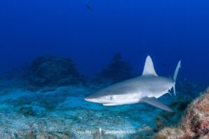 Juvenile Galapagos Shark, Carcharhinus galapagensis. Socorro Island, Revillagigedo Archipelago, Mexico, Eastern Pacific.