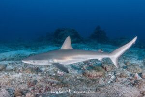 Juvenile Galapagos Shark, Carcharhinus galapagensis. Socorro Island, Revillagigedo Archipelago, Mexico, Eastern Pacific.