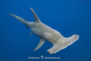 Great Hammerhead Shark, Sphyrna mokarran. The largest species of hammerhead shark attaining lengths of upto 6m. South Bimini Island, Bahamas, Caribbean Sea.
