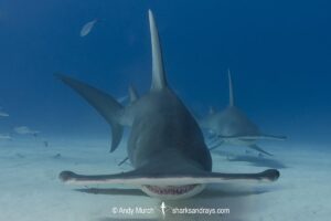 Great Hammerhead Shark, Sphyrna mokarran. The largest species of hammerhead shark attaining lengths of upto 6m. South Bimini Island, Bahamas, Caribbean Sea.