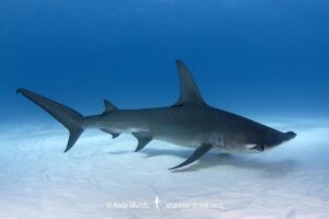 Great Hammerhead Shark, Sphyrna mokarran. The largest species of hammerhead shark attaining lengths of upto 6m. South Bimini Island, Bahamas, Caribbean Sea.