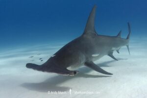 Great Hammerhead Shark, Sphyrna mokarran. The largest species of hammerhead shark attaining lengths of upto 6m. South Bimini Island, Bahamas, Caribbean Sea.
