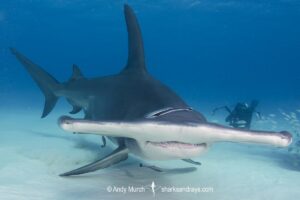 Great Hammerhead Shark, Sphyrna mokarran. The largest species of hammerhead shark attaining lengths of up to 6m. South Bimini Island, Bahamas, Caribbean Sea.