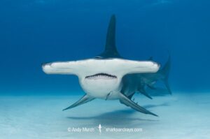 Great Hammerhead Shark, Sphyrna mokarran. The largest species of hammerhead shark attaining lengths of up to 6m. South Bimini Island, Bahamas, Caribbean Sea.