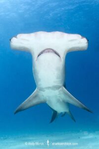 Great Hammerhead Shark, Sphyrna mokarran. The largest species of hammerhead shark attaining lengths of up to 6m. South Bimini Island, Bahamas, Caribbean Sea.