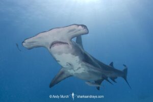 Great Hammerhead Shark, Sphyrna mokarran. The largest species of hammerhead shark attaining lengths of up to 6m. South Bimini Island, Bahamas, Caribbean Sea.
