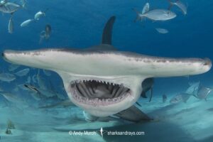 Great Hammerhead Shark, Sphyrna mokarran. The largest species of hammerhead shark attaining lengths of up to 6m. South Bimini Island, Bahamas, Caribbean Sea.