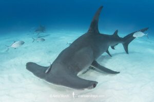 Great Hammerhead Shark, Sphyrna mokarran. The largest species of hammerhead shark attaining lengths of up to 6m. South Bimini Island, Bahamas, Caribbean Sea.