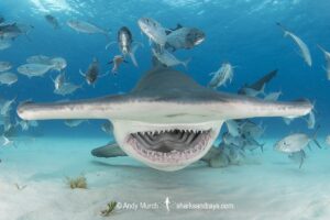 Great Hammerhead Shark, Sphyrna mokarran. The largest species of hammerhead shark attaining lengths of up to 6m. South Bimini Island, Bahamas, Caribbean Sea.