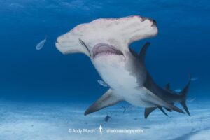 Great Hammerhead Shark, Sphyrna mokarran. The largest species of hammerhead shark attaining lengths of up to 6m. South Bimini Island, Bahamas, Caribbean Sea.