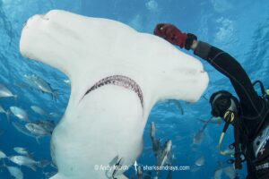Great Hammerhead Shark, Sphyrna mokarran. The largest species of hammerhead shark attaining lengths of up to 6m. South Bimini Island, Bahamas, Caribbean Sea.