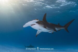 Great Hammerhead Shark, Sphyrna mokarran. The largest species of hammerhead shark attaining lengths of up to 6m. South Bimini Island, Bahamas, Caribbean Sea.