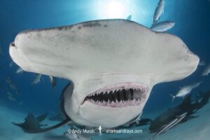 Great Hammerhead Shark, Sphyrna mokarran. The largest species of hammerhead shark attaining lengths of up to 6m. South Bimini Island, Bahamas, Caribbean Sea.