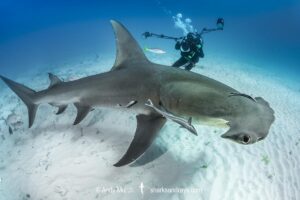 Great Hammerhead Shark, Sphyrna mokarran. The largest species of hammerhead shark attaining lengths of up to 6m. South Bimini Island, Bahamas, Caribbean Sea.