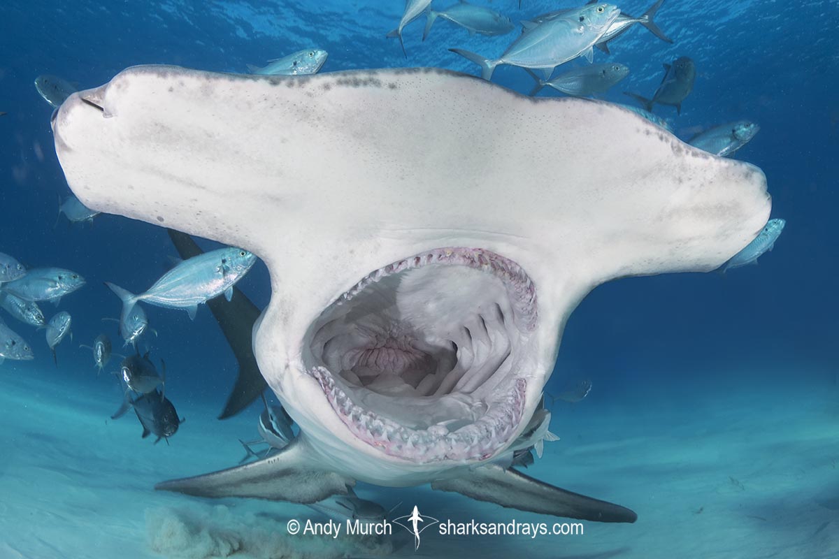 Great Hammerhead 360 | Sharks and Rays