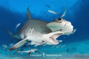 Great Hammerhead Shark, Sphyrna mokarran. The largest species of hammerhead shark attaining lengths of up to 6m. South Bimini Island, Bahamas, Caribbean Sea.